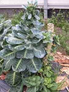 画像(225x300)・拡大画像(480x640)