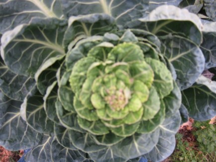 画像(435x326)・拡大画像(640x480)