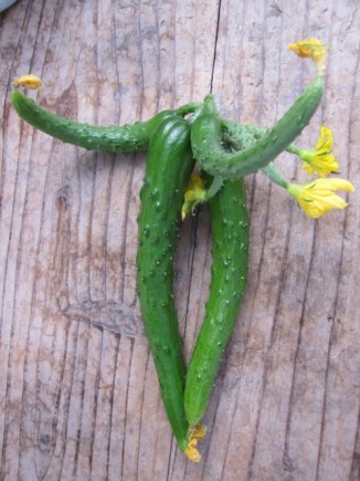 画像(326x435)・拡大画像(480x640)