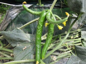 画像(300x225)・拡大画像(640x480)