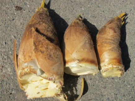 画像(435x326)・拡大画像(640x480)