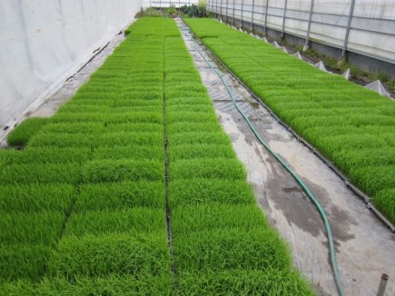 画像(435x326)・拡大画像(640x480)