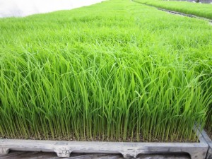 画像(300x225)・拡大画像(640x480)