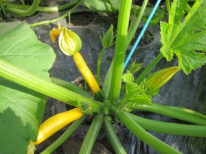 画像(300x225)・拡大画像(640x480)