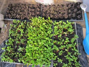 画像(300x225)・拡大画像(640x480)