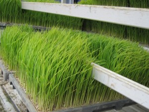 画像(300x225)・拡大画像(640x480)