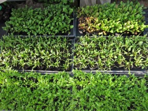 画像(300x225)・拡大画像(640x480)