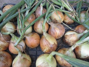 �摜(300x225)�E�g��摜(640x480)