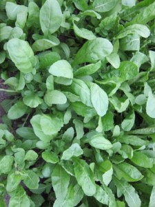 �摜(225x300)�E�g��摜(480x640)