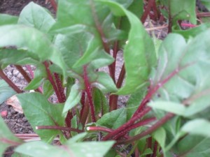 �摜(300x225)�E�g��摜(640x480)