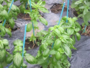 �摜(300x225)�E�g��摜(640x480)