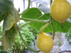 �摜(300x225)�E�g��摜(640x480)