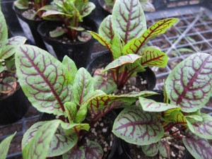 �摜(300x225)�E�g��摜(640x480)