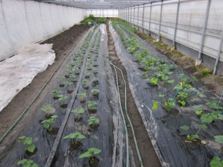 �摜(435x326)�E�g��摜(640x480)