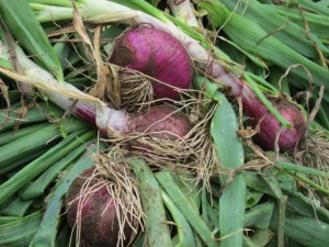 �摜(300x225)�E�g��摜(640x480)