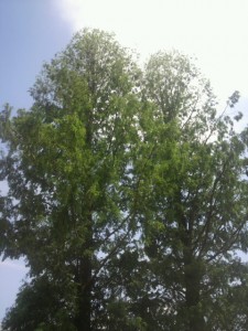 �摜(225x300)�E�g��摜(480x640)