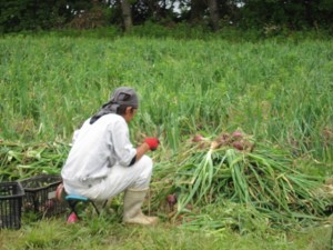 �摜(300x225)�E�g��摜(640x480)