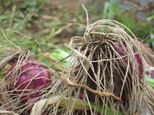 �摜(300x225)�E�g��摜(640x480)