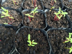 �摜(300x225)�E�g��摜(640x480)