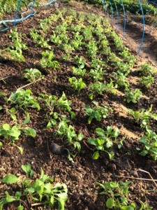 �摜(225x300)�E�g��摜(480x640)