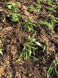 �摜(225x300)�E�g��摜(480x640)