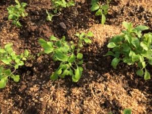 �摜(300x225)�E�g��摜(640x480)