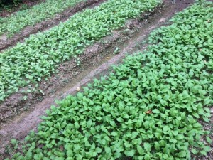 �摜(300x225)�E�g��摜(640x480)