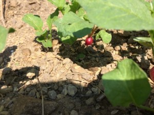 �摜(300x225)�E�g��摜(640x480)