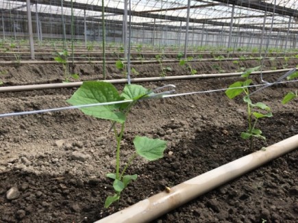 �摜(435x326)�E�g��摜(640x480)