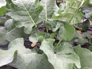 画像(300x225)・拡大画像(640x480)