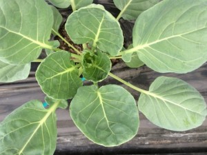 画像(300x225)・拡大画像(640x480)