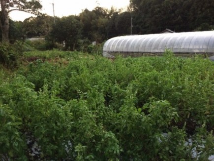 画像(435x326)・拡大画像(640x480)