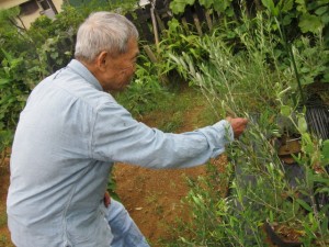 画像(300x225)・拡大画像(640x480)