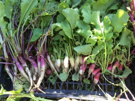 画像(435x326)・拡大画像(640x480)