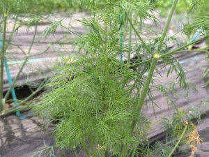 画像(300x225)・拡大画像(640x480)