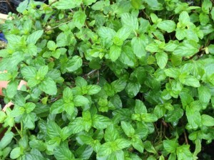 画像(300x225)・拡大画像(640x480)