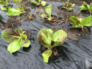 画像(300x225)・拡大画像(640x480)