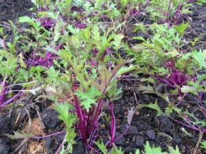 画像(300x225)・拡大画像(640x480)