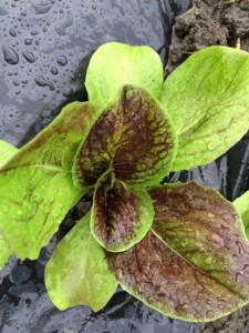 画像(225x300)・拡大画像(480x640)