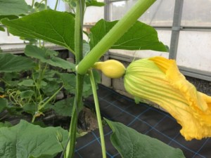 画像(300x225)・拡大画像(640x480)