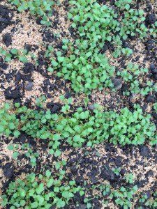 画像(225x300)・拡大画像(480x640)