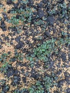 画像(225x300)・拡大画像(480x640)