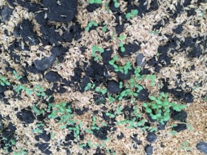 画像(300x225)・拡大画像(640x480)