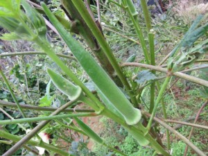 画像(300x225)・拡大画像(640x480)