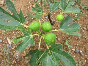 画像(300x225)・拡大画像(640x480)