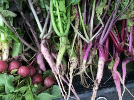 �摜(435x326)�E�g��摜(640x480)