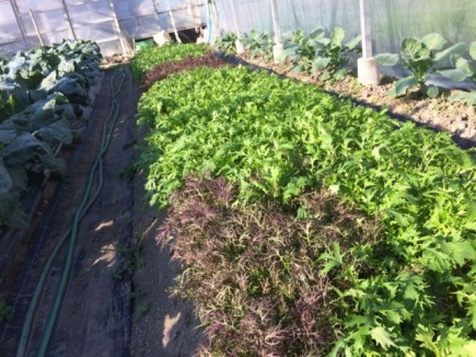 �摜(435x326)�E�g��摜(640x480)