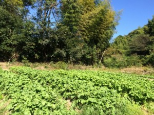 �摜(300x225)�E�g��摜(640x480)