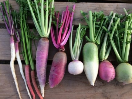 �摜(435x326)�E�g��摜(640x480)