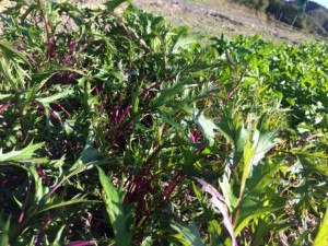 �摜(300x225)�E�g��摜(640x480)